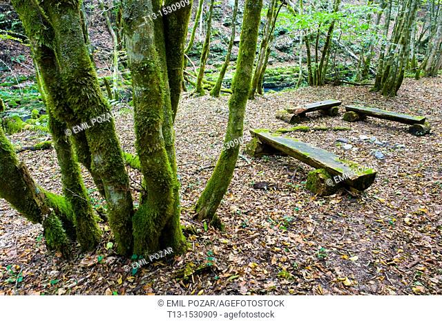Lonely wooden benches amongst a forest, 'Zeleni vir' protected park near Skrad in Croatia