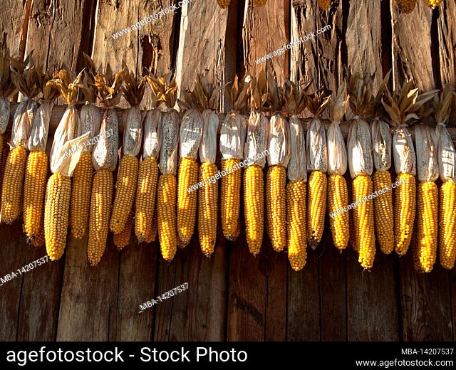 Corn, drying, harvest, wooden wall, corn on the cob