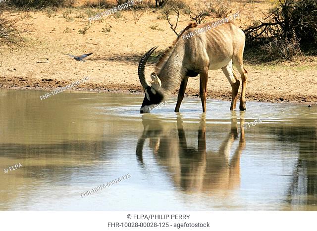 Roan Antelope Hippotragus equinus adult drinking, Vaalbos N P , South Africa