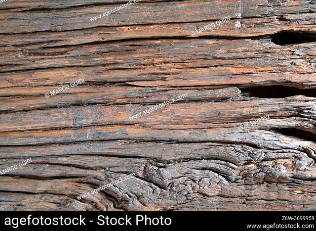 Photo shoot that highlights the old veins of a wooden board