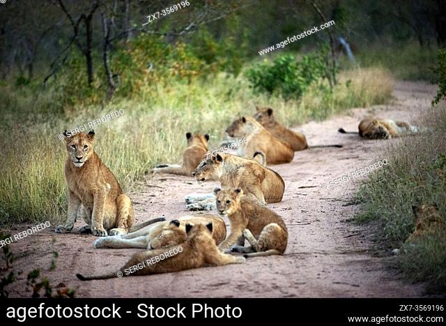 Lions (Panthera leo) at Mala Mala Game Reserve Sabi Sand Park Kruger South Africa, Africa