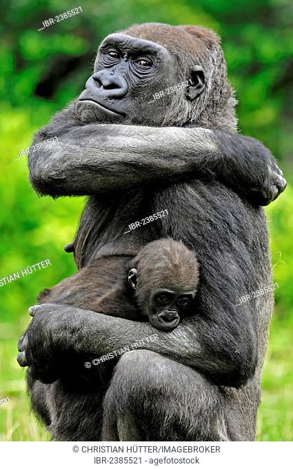 Western Lowland Gorilla (Gorilla gorilla gorilla), female with young, native to Africa, in captivity, Netherlands, Europe