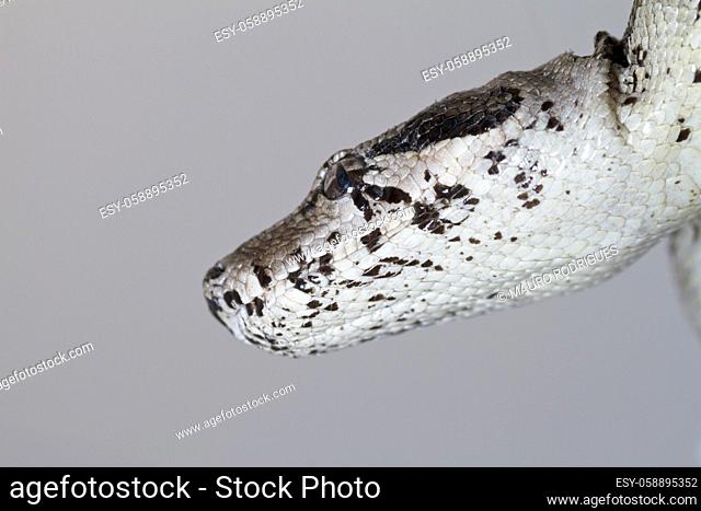 Close view of a beautiful head of a boa constrictor snake