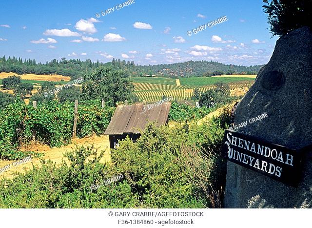 Shenandoah Vineyards, near Plymouth, Shenandoah Valley, Amador County, California