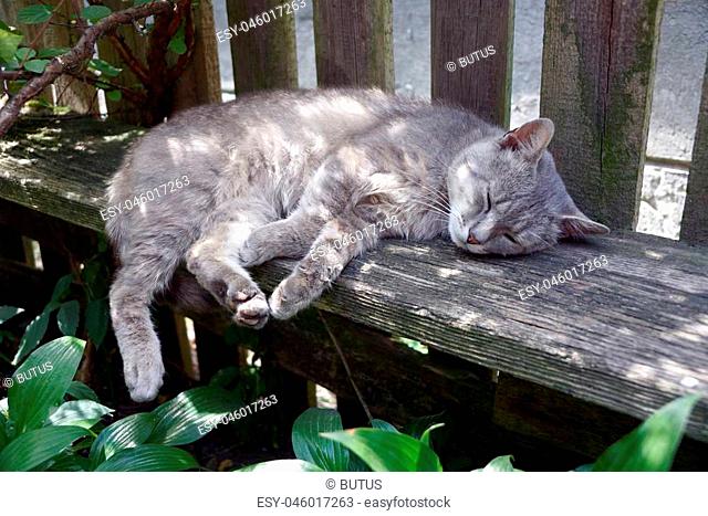 big gray cat sleeping on a gray wooden bench near the fence in the yard