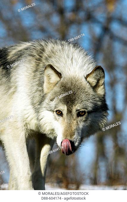 Timber Wolf (Canis lupus), Minnesota, USA