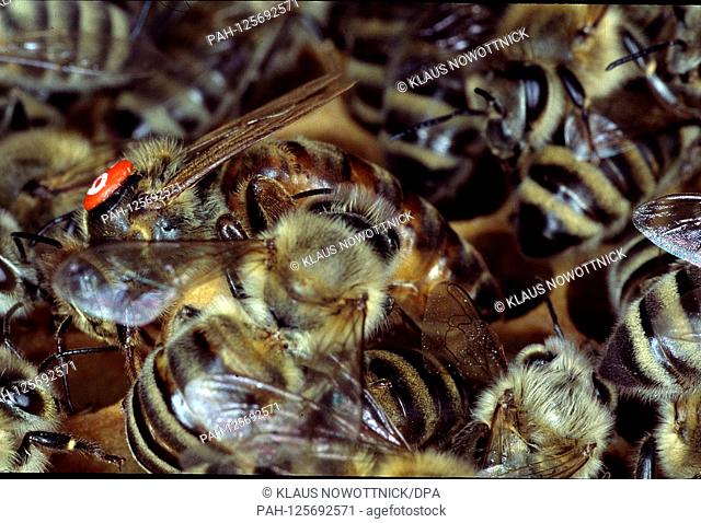 A queen bee on the honeycomb laying eggs. She is surrounded by the nurse bees. These are enough for their food. Kleinschmalkalden, Thuringia, Germany, Europe