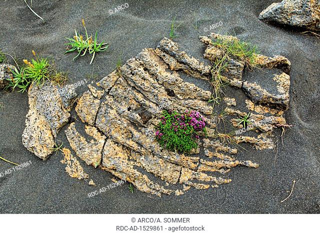 arctic thyme on igneous rocks, stonecrop, Iceland, Europe