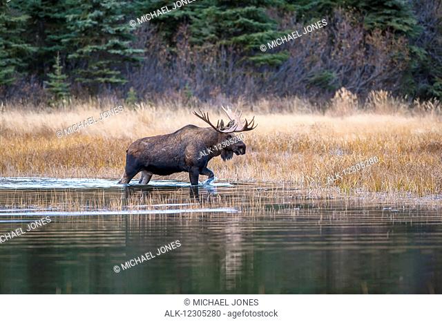Bull moose in rut wades in a pond, Kincaid Park, Anchorage, Alaska, autumn
