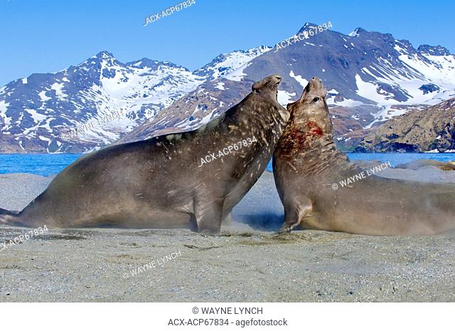 Southern elephant seal (Mirounga leonina) bulls fighting for a territory on the beach, St. Andrews Bay, Island of South Georgia, Antarctica