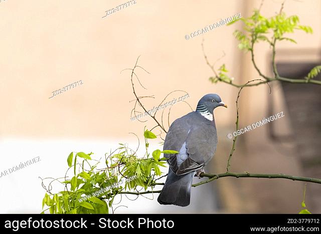 Common Woodpigeon (Columba palumbus), adult perched on Japanese pagoda tree (Styphnolobium japonicum). Birds begin to occupy the empty spaces due to the...