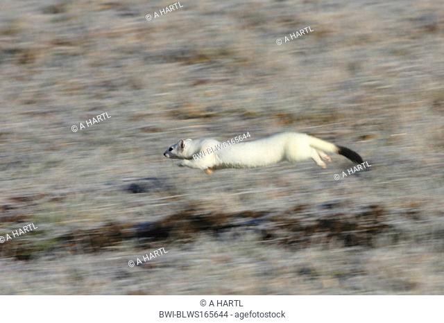 ermine, stoat Mustela erminea, running over meadow with hoar frost, winter fur, Germany, Bavaria, Isental