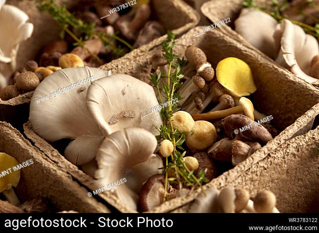 Close up of edible fungi in cardboard box, edible mushrooms cultivated at a fungarium