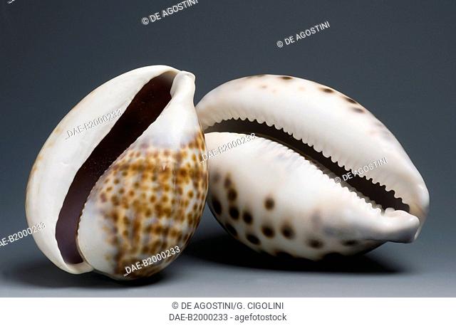 Tiger cowrie shell (Cypraea tigris), Littorinimorpha.  Private Collection