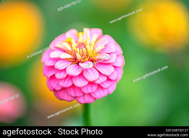 Pink flower of Zinnia elegans, also called as youth-and-age, common zinnia or elegant zinnia in the formal garden