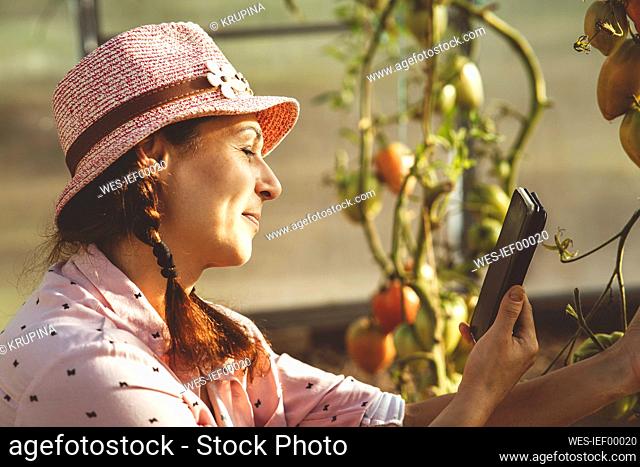Smiling farmer photographing tomato plant through mobile phone in greenhouse