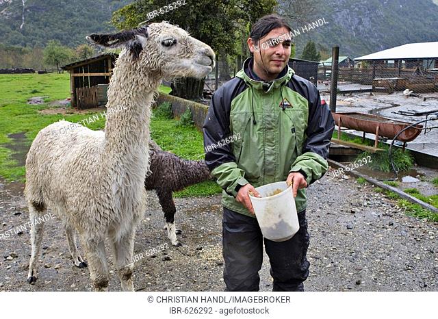 Tourist guide feeding Llama (Lama glama) at a farm near Peulla, Lago Todos los Santos, Region de los Lagos, Chile, South America