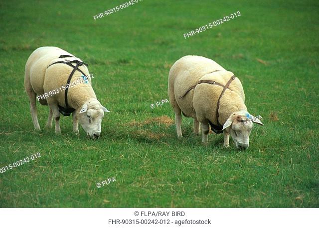 Sheep farming, rams wearing harness with colour blocks attached underneath, to mark ewes in mating, England