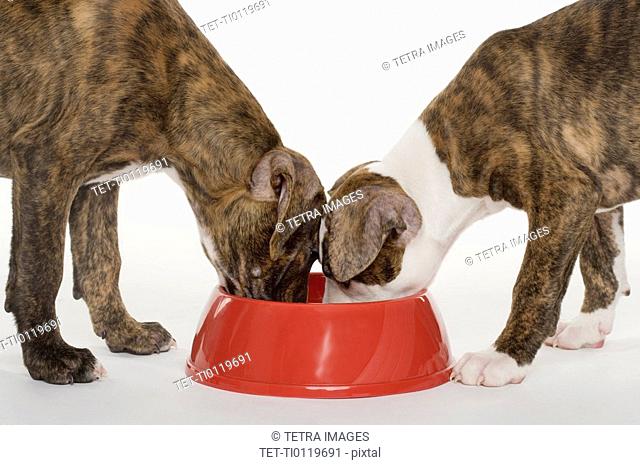 Two Pitbull puppies eating out of one dish