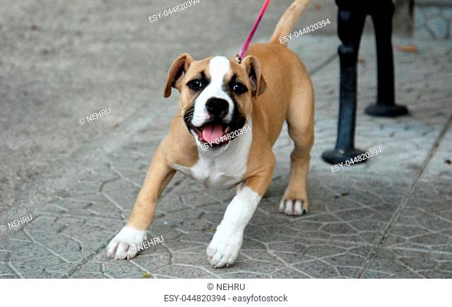 american staffordshire terrier puppy, image of a