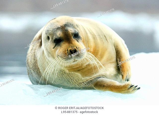 Bearded Seal Erignathus barbatus resting on a pack of ice, Spitsbergen