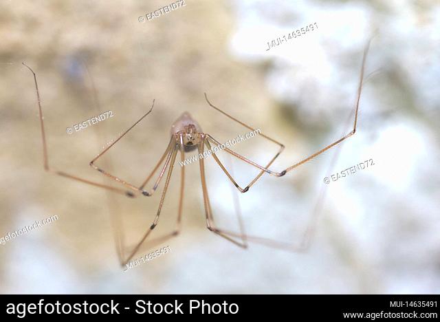 long-legged cellar spider (Pholcus phalangioides) sitting in the basement of a residential building, Germany