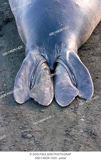 Tail fin of a Southern Elephant seal Mirounga leonina, South Georgia Island, South Sandwich Islands
