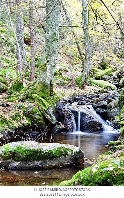Sestil stream in Canencia birch. Sierra de la Morcuera. Madrid. Spain. Europe
