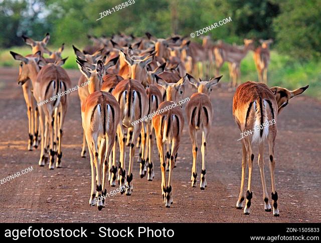 Impalaherde, Schwarzfersenantilopen, Antilopen, Südafrika, South Africa, Aepyceros melampus ------------------------------ a wildlife document