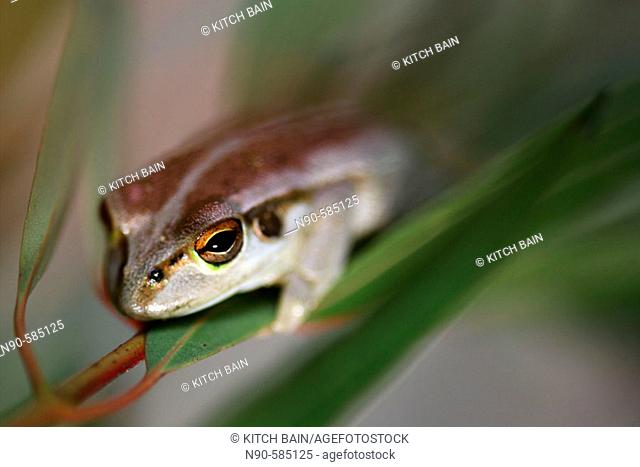 Frog (Litoria moorei), Australia