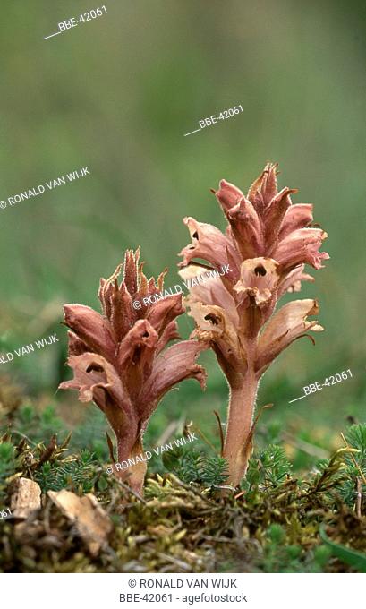 Two Broomrape next to each other