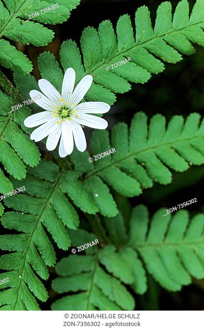 Greater Stitchwort is an important food plant