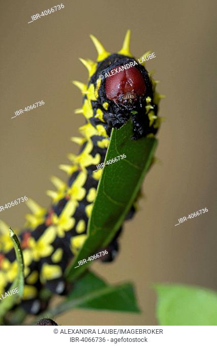 Suraka Silk Moth (Antherina suraka), caterpillar on a mango leaf, Northwestern Madagascar, Madagascar