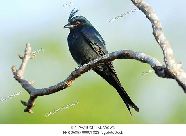 Crested Drongo Dicrurus forficatus adult, perched on branch in gallery forest, Berenty Nature Reserve, Southern Madagascar, august