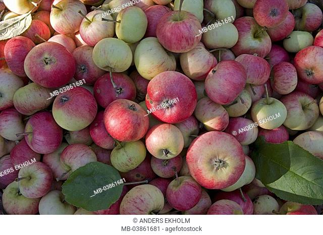 Apples, kind 'Hampus', ripe, newly, harvested, accumulated, autumn, agriculture, fruit-growing, fruit, fruits, kernel-fruit, apple, Malus domestica
