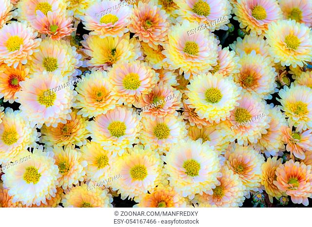 Natural floral background with Chrysanthemum flower blossoms