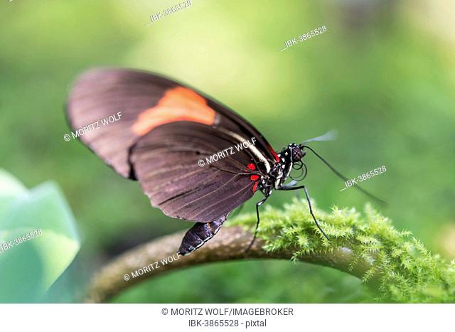 Postman Butterfly (Heliconius melpomene), perched on a moss-covered tree branch, captive, Munich