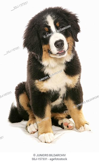 Bernese mountain dog - puppy sitting - cut out