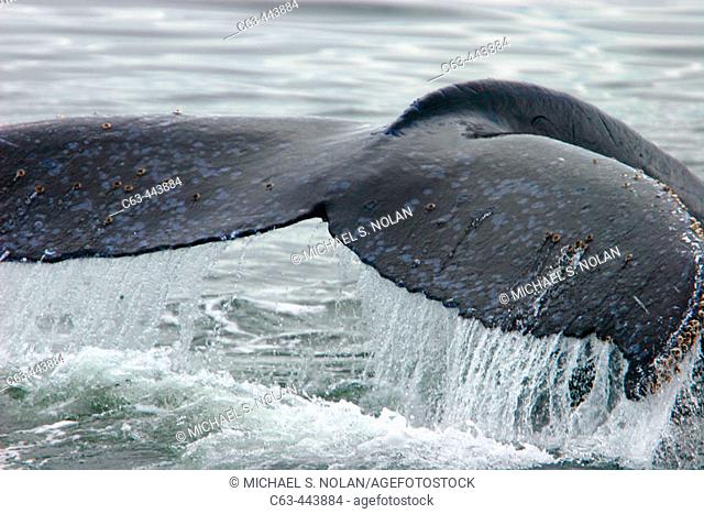 North Pacific Humpback Whale (Megaptera novaeangliae) fluke-up dive in Southeast Alaska, USA