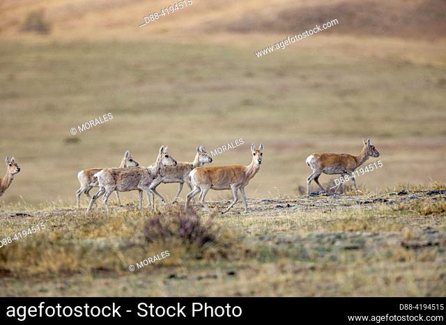 Asia, Mongolia, Hustai National Park, White-tailed Gazelle or Daourie Gazelle (Procapra gutturosa) in Khustain Nuruu National Park