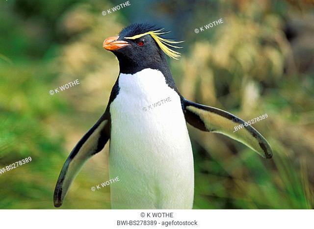 Rockhopper Penguin Eudyptes chrysocome, walking, Falkland Islands