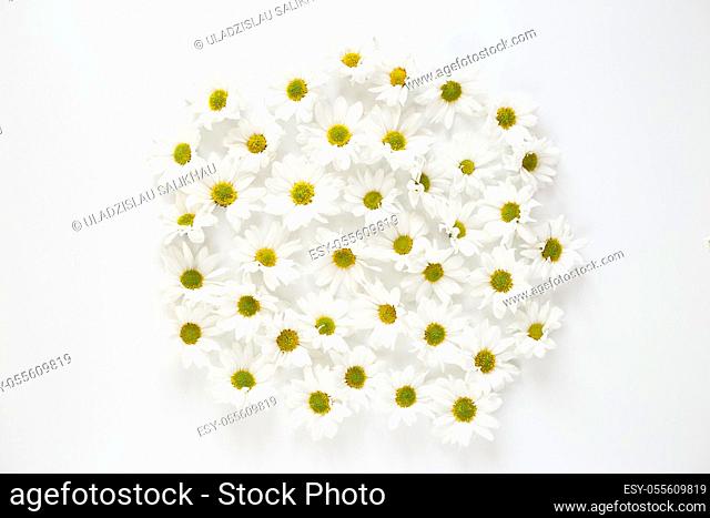 Daisy flowers isolated on white. Flat lay spring and summer flowers background. Flat lay