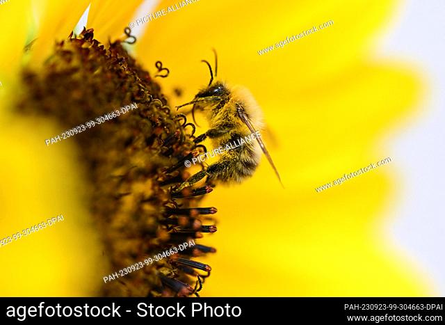 23 September 2023, Baden-Württemberg, Stuttgart: A bee collects nectar on one of the last sunflowers of the year. Photo: Bernd Weißbrod/dpa