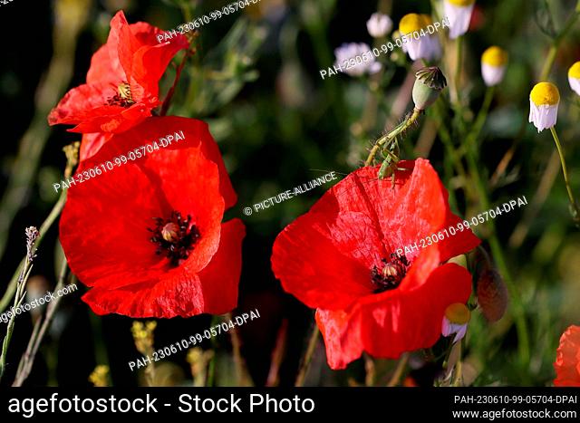 10 June 2023, North Rhine-Westphalia, Duesseldorf: A grasshopper sits on a poppy flower in a meadow in Hubbelrath. Photo: David Young/dpa