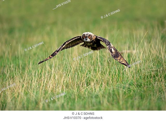 Eagle Owl, (Bubo bubo), adult flying, Pelm, Kasselburg, Eifel, Germany, Europe