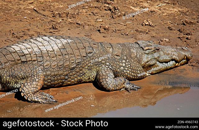 Nilkrokodil im Luangwa Fluss, South Luangwa Nationalpark, Sambia; crocodile in Luangwa River, Zambia, Crocodylus niloticus