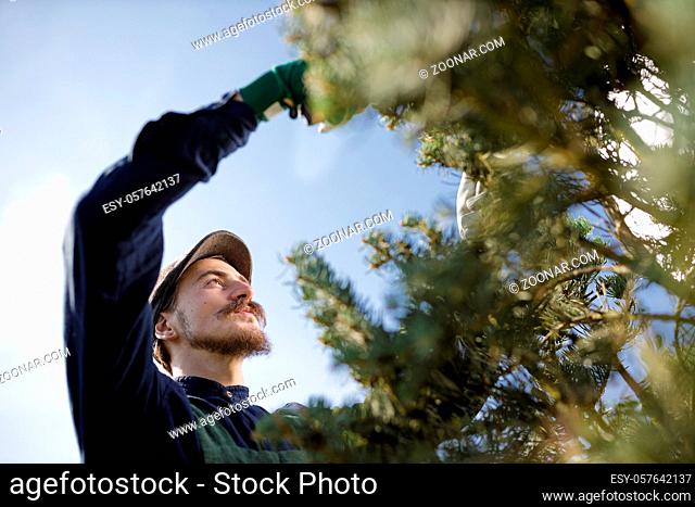 Male gardener with long mustache clipping and arranging trees in the garden. Cropped portrait of professional farmer at a sunny day in the horticulture