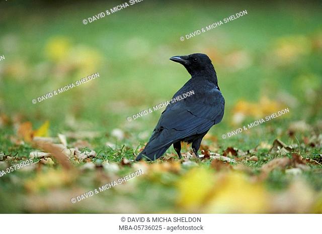 gorcrow, Corvus corone, meadow, is standing laterally