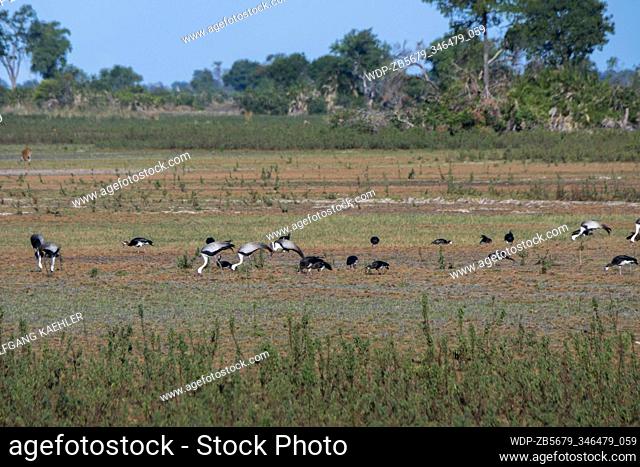 Wattled cranes (Grus carunculata) and spur-winged geese feeding in the dry floodplains at the Jacana Camp in the Jao Concession, Okavango Delta in Botswana
