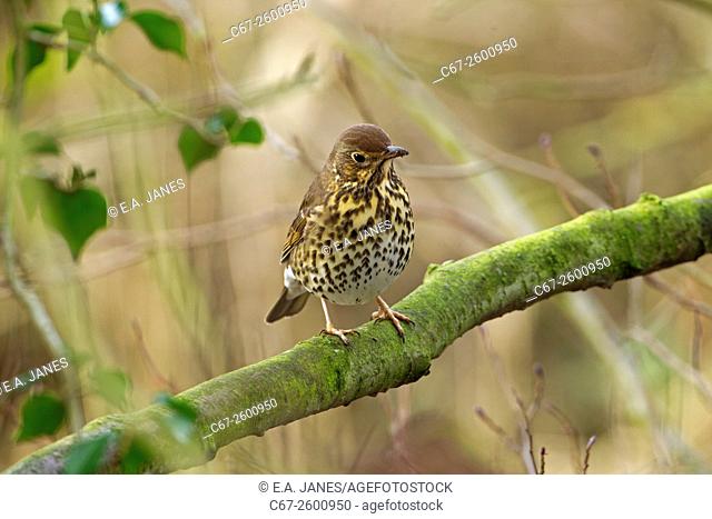Song Thrush Turdus philomelos in hedgerow